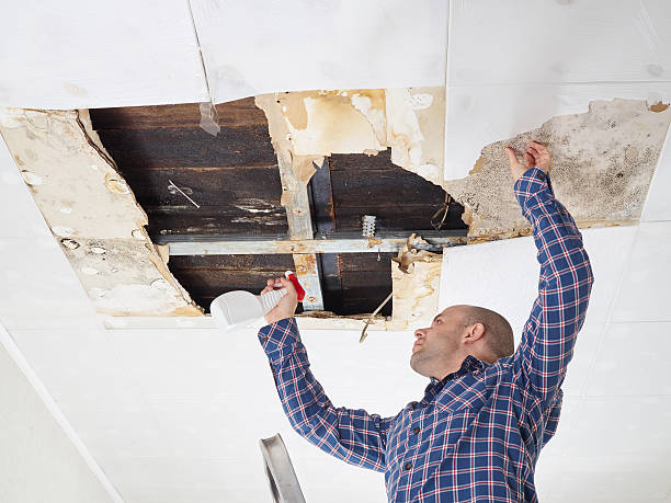 Rancho Calaveras, CA Mold Removal Company